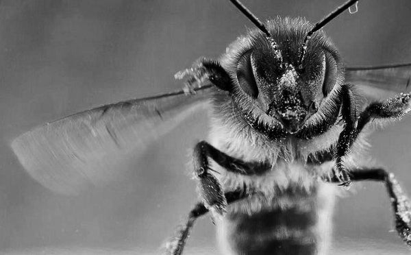 The Science Behind our Bee Serum