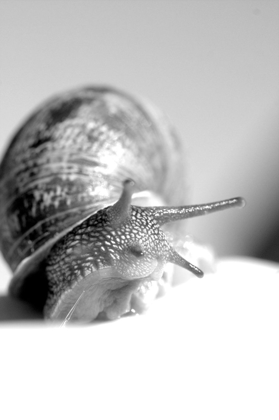 Snail Serum + Its Many Uses